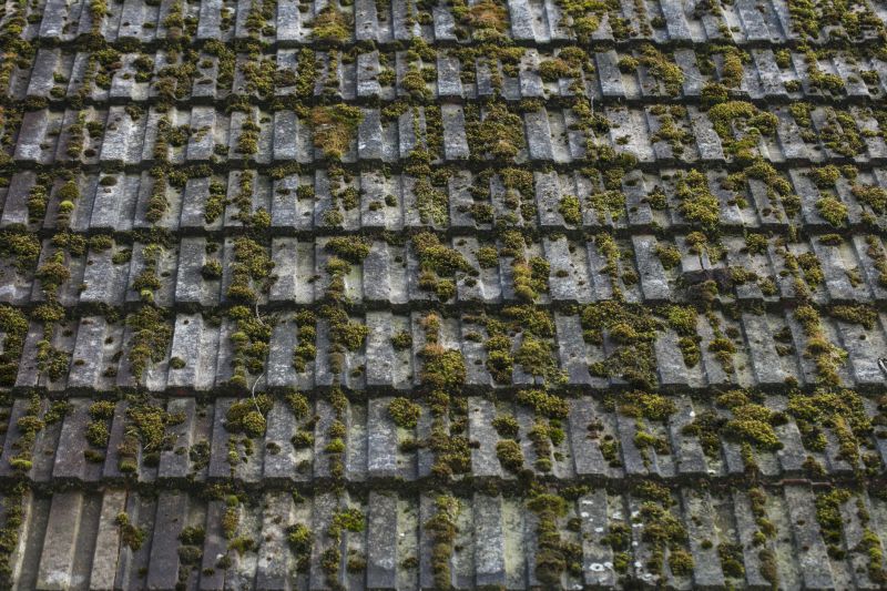 Roof Shingle Maintenance